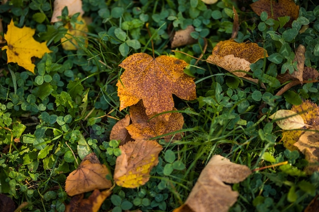 Yellow autumn maple leaves on green grass. Autumn season.