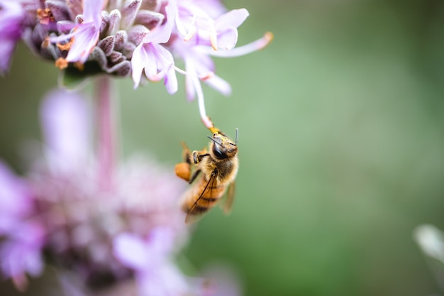 Free Photo yellow bee sticking on purple petaled flowers