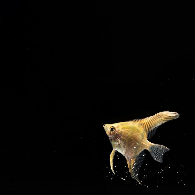 Free Photo yellow betta fish with copy space