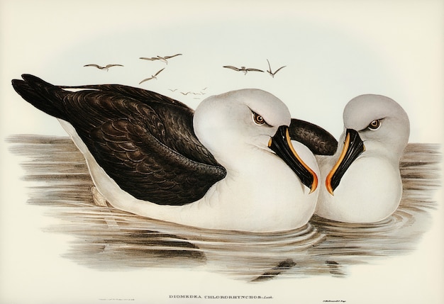 Free Photo yellow-billed albatros (diomedea chlororhynchos) illustrated by elizabeth gould 