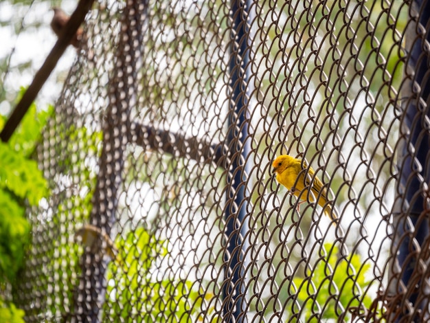 Free Photo the yellow bird is on a metal grid