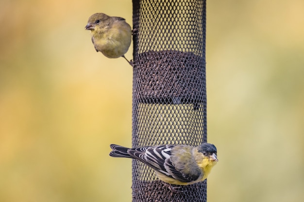 Yellow and black bird on black net