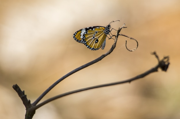 Yellow and black butterfly on brown stem