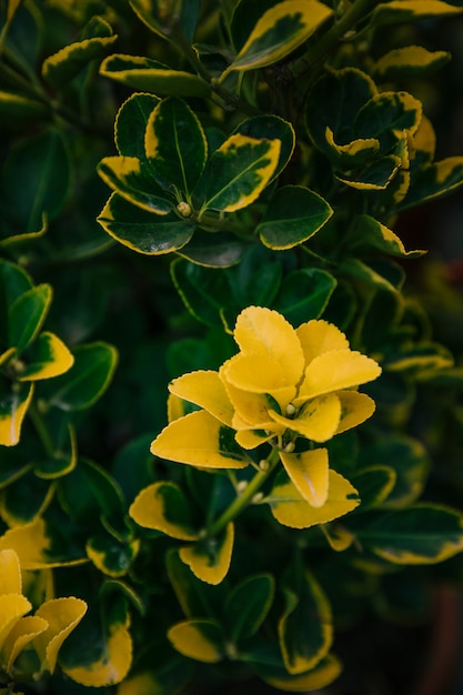 Yellow botanical leaves in the garden