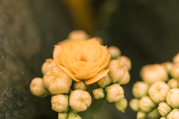 Free Photo yellow buds of flowers