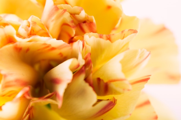 Yellow carnation flower