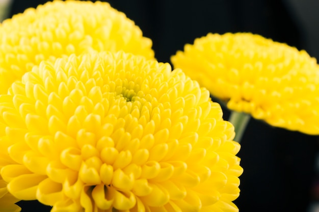 Free photo yellow chrysanthemum flower over black background