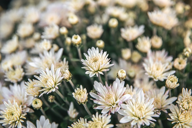 Yellow chrysanthemums bloom in autumn in the park, sunny autumn day.