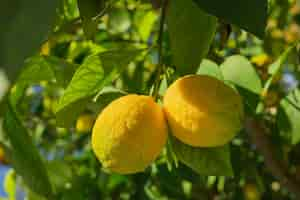 Free photo yellow citrus lemon fruits on a tree branch with green leaves in the garden closeup