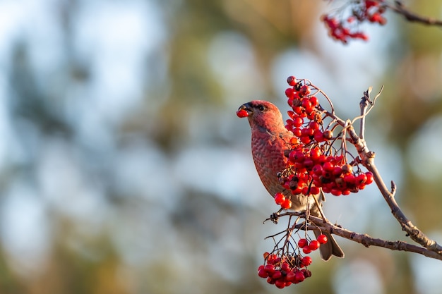 Free Photo yellow common crossbill bird eating red rowan berries perched on a tree