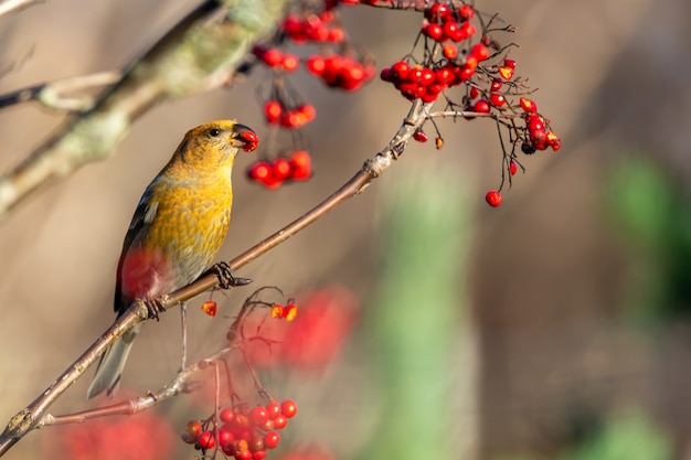 Free photo yellow common crossbill bird eating red rowan berries perched on a tree