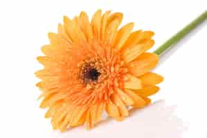 Free photo yellow daisygerbera with water drops isolated on white