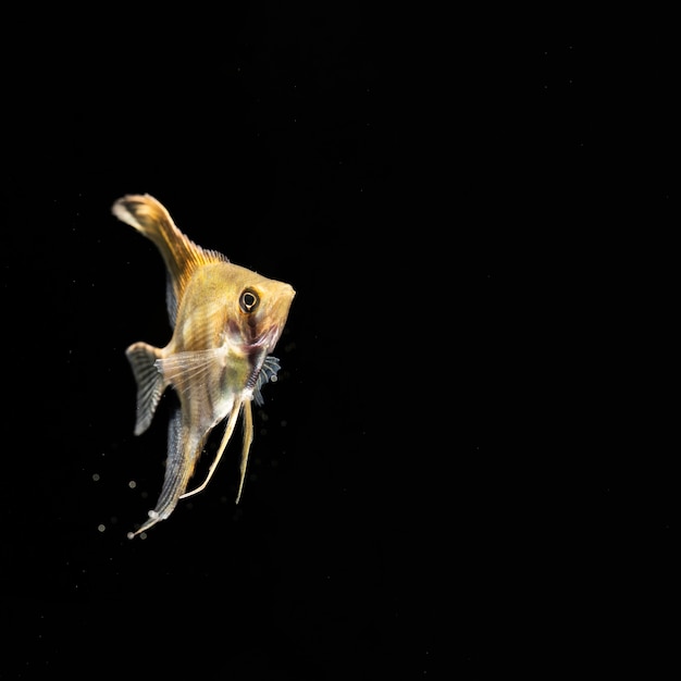 Free Photo yellow dumbo betta splendens fighting fish