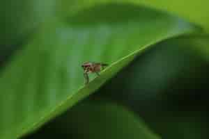 Free photo yellow dung fly or golden dung fly