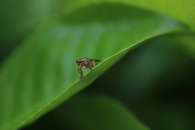 Yellow dung fly or golden dung fly