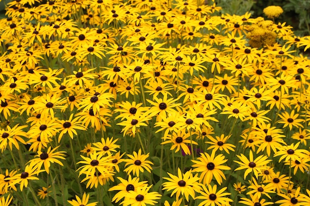 yellow field of daisies