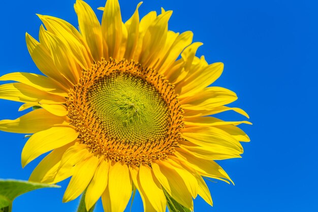 Yellow field of sunflowers