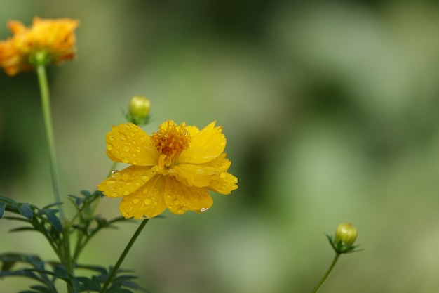 Yellow flower on a blurred background