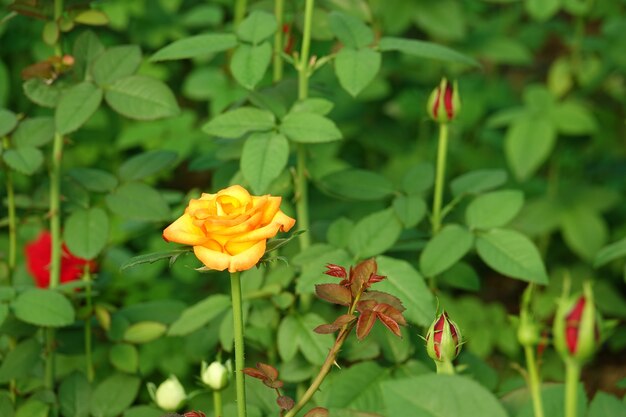 Yellow flower on a blurred background