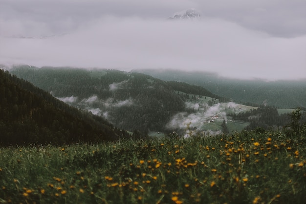 Free photo yellow flower field near mountain under grey sky