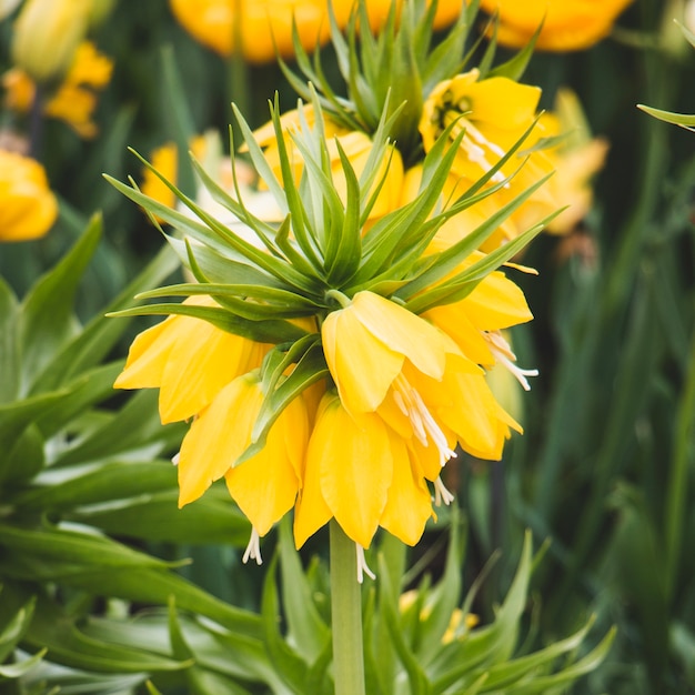 Free photo yellow flower on green background