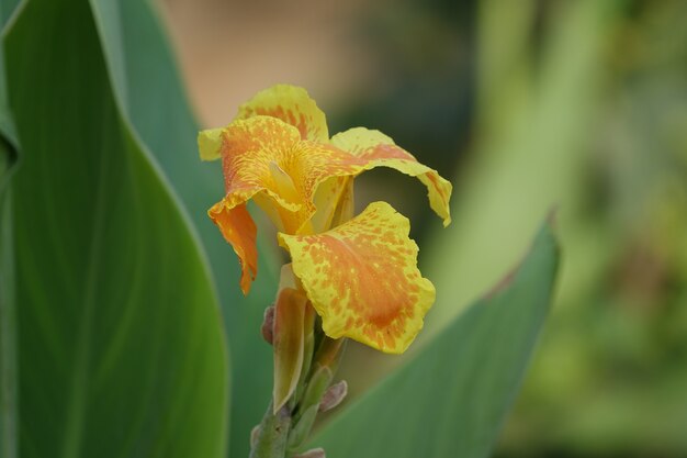 Yellow flower open