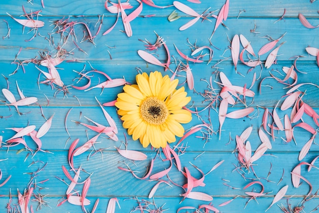 Free photo yellow flower in petals