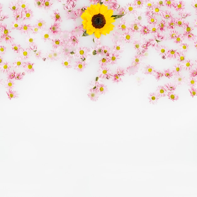 Free photo yellow flower surrounded by pink blossom over white background