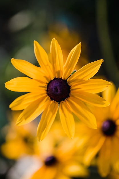 Yellow flower in tilt shift lens