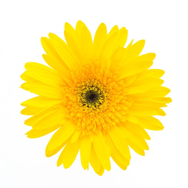 Yellow flower on a white background