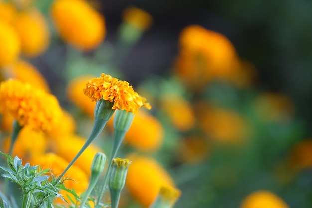 Yellow flower with a background of yellow flowers out of focus