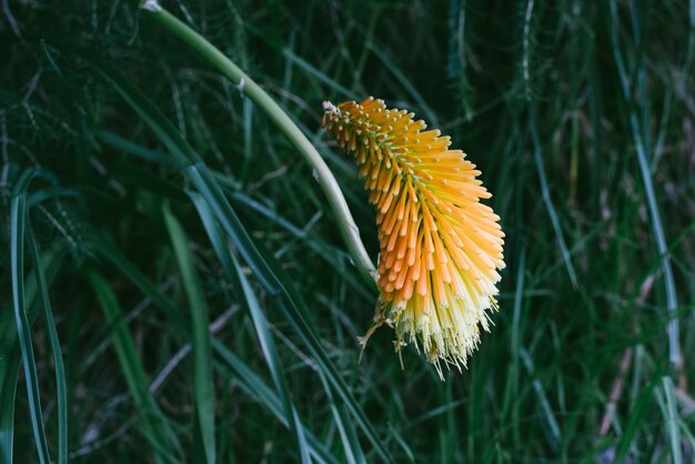 yellow flower