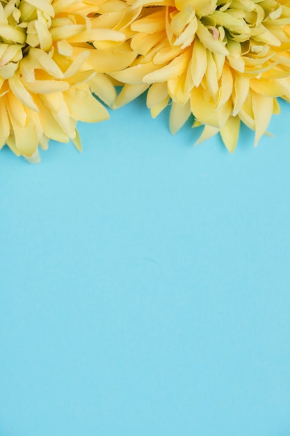 Yellow flowers and blue background with copy space