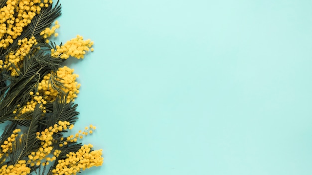 Yellow flowers branches scattered on table