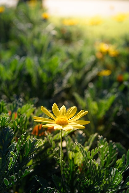 Yellow flowers closeup (Euryops pectinatus)