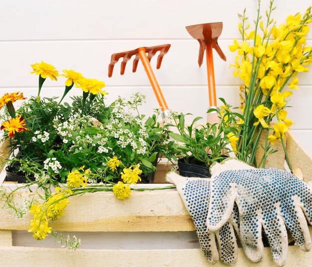 Yellow flowers and garden equipment in wooden box