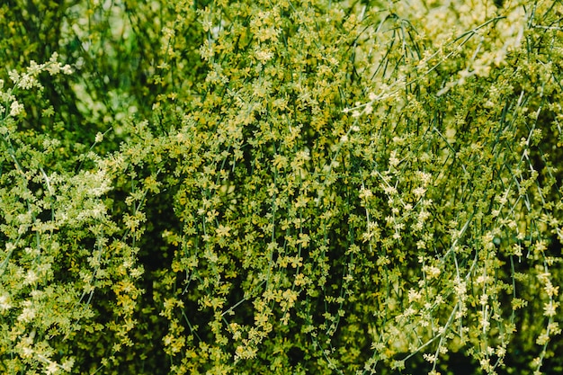 Yellow flowers growing on creeper