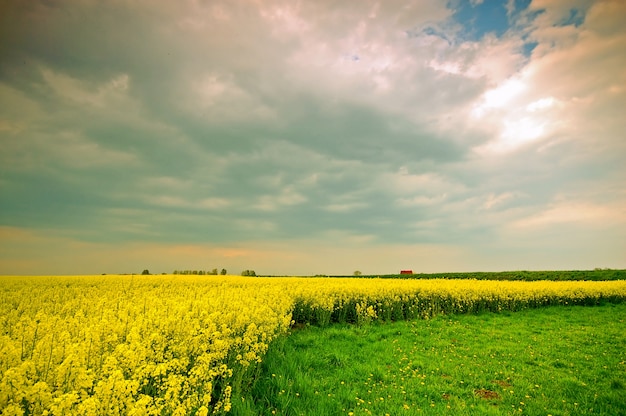 Yellow flowers growing