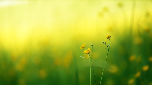 Free photo yellow flowers on macro shot