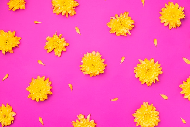 Free Photo yellow flowers on magenta background