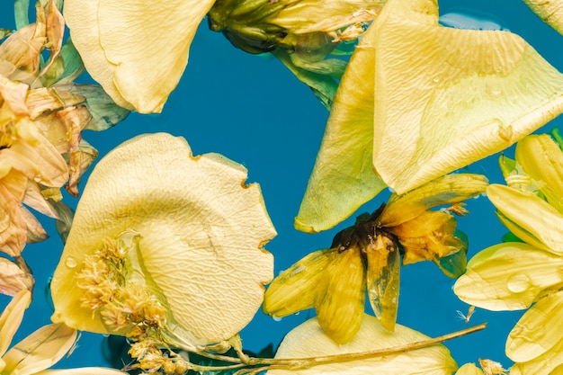 Free photo yellow flowers and petals in water