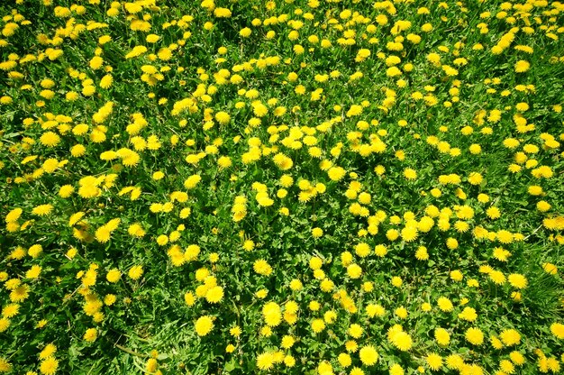 Yellow flowers view from above