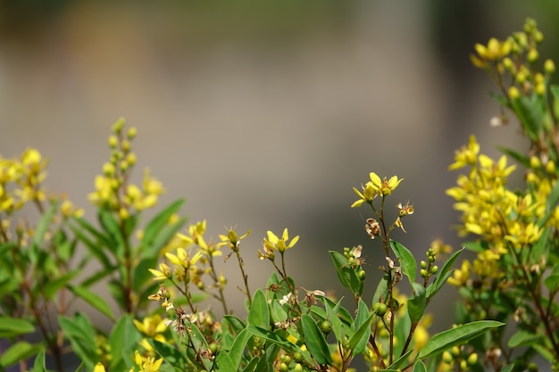 Free photo yellow flowers with very defocused background