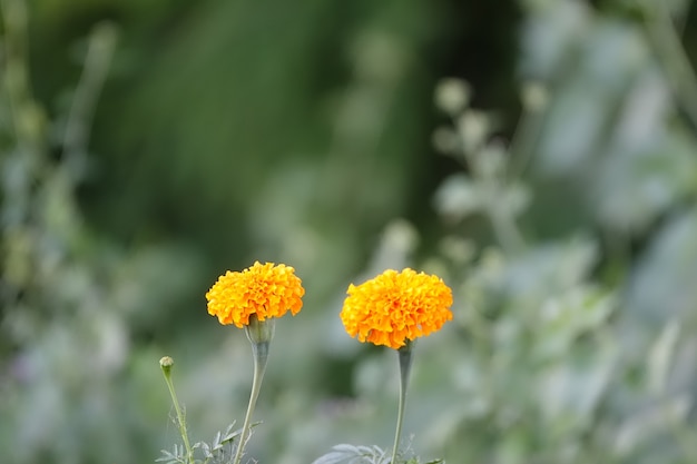 Yellow flowers