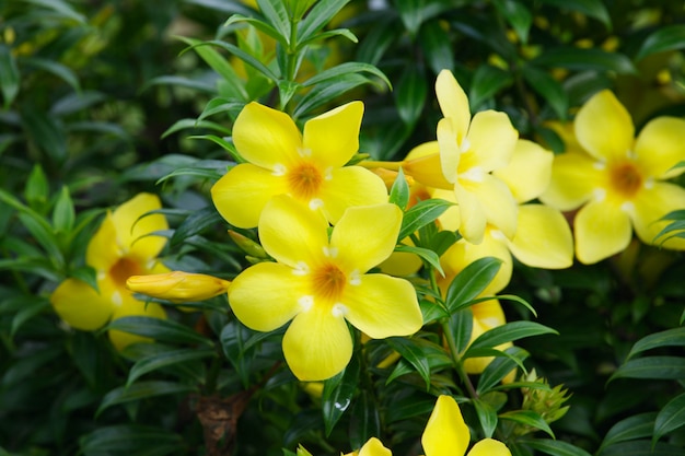 Yellow flowers