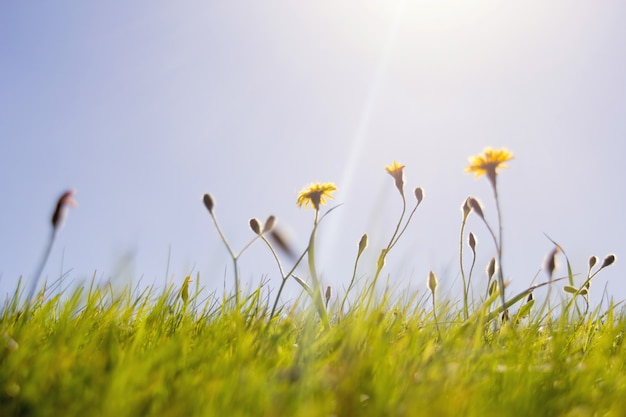 Free photo yellow flowers