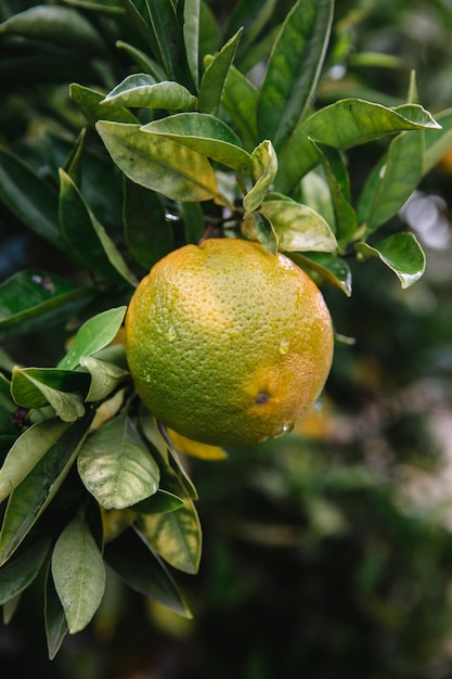 Free photo yellow fruit on green leaves