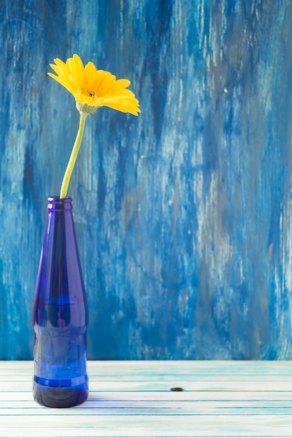 Free photo yellow gerbera flower in blue bottle on wooden table against painted wall