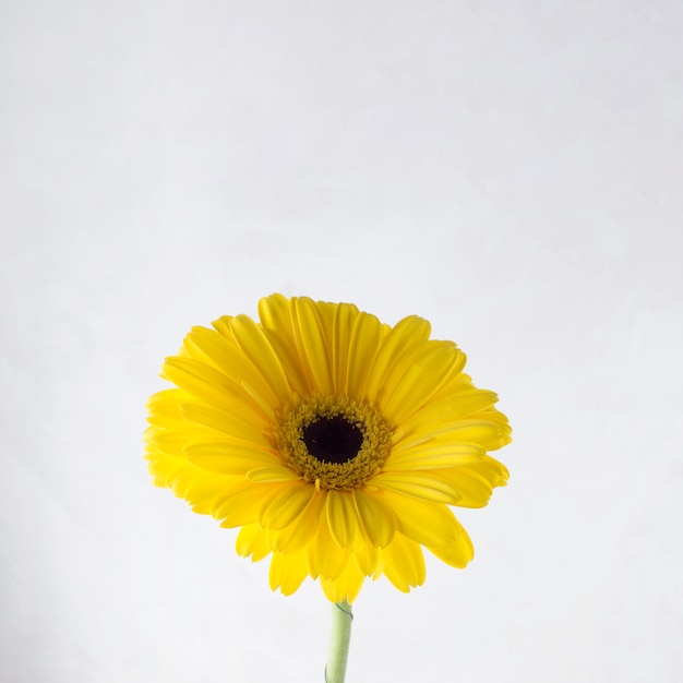 Yellow gerbera on grey background