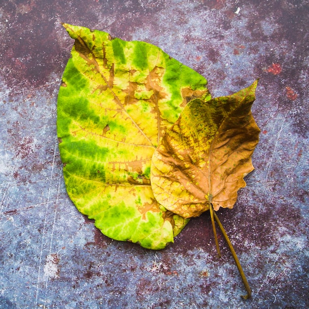 Free Photo yellow green leaves on colourful surface